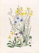 Goodenia geniculata, Leptospermum myrsinoides, Viola betonicifolia, Caesia corymbosa, Anguilaria dioica, Drosera auriculata, Bulbine bulbosa, Stylidium graminifolium, Viola hederacea