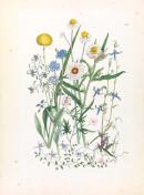 Brunonia australis, Craspedia richea, Dianella revoluta, Lobelia pedunculata, Convolvulus erubescenes, Ammobium alatum, Helichrysum bracteatum, Lobelia simplicicaulis