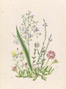 Gompholobium huegelii, Dianella longifolia, Pimelea humilis, Mesembryanthemum australe, Comesperma calemega