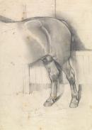 Hindquarters of Suffolk Punch stallion