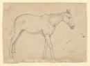 Study of a horse