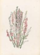 Epacris impressa