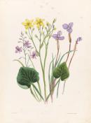 Anthropodium laxum, Villarsia parnassifolia, Patersonia glauca