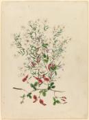 Kennedya prostrata, Ricinocarpus pinifolius, Thysanotus patersonii