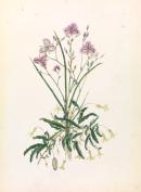 Thysanotus tuberosus, Billardiera scandens