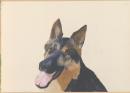Alsatian