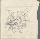 Template for a panel for a sideboard (bird on fruiting branch)