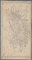Design for a panel (waratah and fern motif)