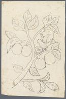 Template for a panel for a bookcase (bird on fruiting branch)