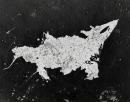 The White Rat