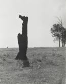 Gippsland silhouette