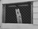 Captive bunyip, back beach, Sorrento