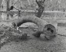 Bunyip at Mystic Park