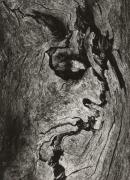 Tree: A journey