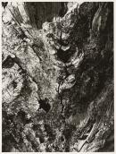 Tree: A journey