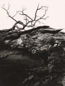 Tree: A journey