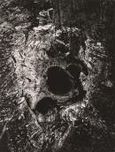 Tree: A journey