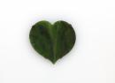 Kawakawa leaf, brooch