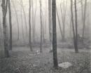 No title (Woods and stream)