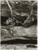 Tree: A journey