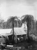 No title (Bush hut)