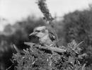 Kookaburra