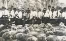 Sheep sale, Haddon Rig, New South Wales
