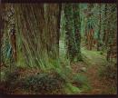 Highland rainforest, Pine Valley, Du Cane Range, Tasmania