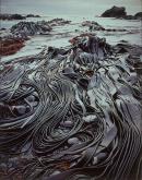 Giant Kelp (Durvillea Antarctica) Macquarie Island