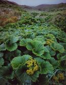 Macquarie Island Cabbage (Stilbocarpa polaris), Macquarie Island