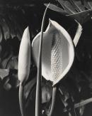 Flowering Monstera