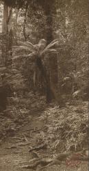 Alsophylla fern, Taggerty River