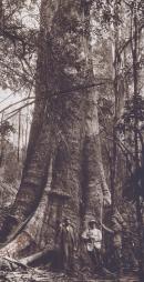 Eucalyptus regnans, 90 feet circumference at base