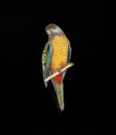 Rosella brooch