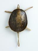 Shelled turtle
