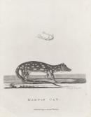 Martin cat