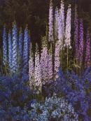 Delphiniums, Ridgefield, Conneticut, 1939