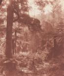 Condon's Gully, Warburton