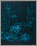 Fairy scene at the Landslip, Blacks' Spur