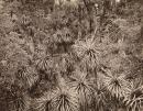 Grass trees, Manfred Gorge, Lake St Clair