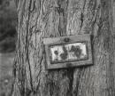 Soldier's memorial tree