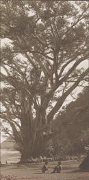 Banyan tree