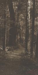 Beech forest, Taggerty River, Marysville