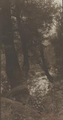 Beeches