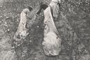 Cotton Pickers, Pulaski County