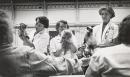Cat show, Cruft’s, London