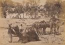 Group of camels, with Afghan keeper, at Wilcannia, during low river