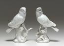 Pair of parrots