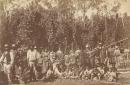 Group of Aborigines in hop gardens, Coranderrk