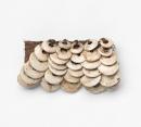 Conus shell armband